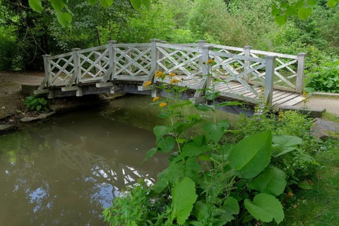Pond in the castle park, wooden bridge, walk, walking, elecampane (Inula helenium), Bad