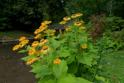 Pond in the castle park, elecampane (Inula helenium), Bad Mergentheim, Tauber, Tauber valley,