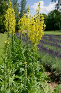 Early summer in the castle park, lavender, mullein, Bad Mergentheim, Tauber, Tauber valley,