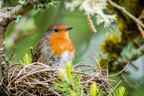 Small Robin bird in nest. Generative Ai, AI generated