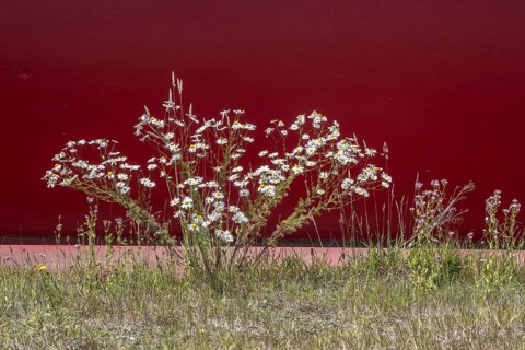 Scentless mayweed (Tripleurospermum inodorum) and centaury (Centaurium erythraea) in front of a red