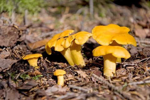 Yellow chanterelle cantharellus cibarius mushrooms in the wood