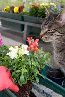 Hand implanting snapdragon flower on the balcony
