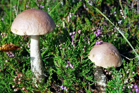 Two birch boletus mushrooms standing in heather plants in a moor