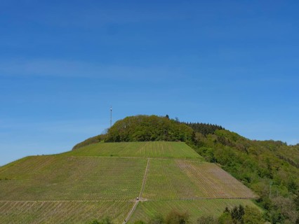 Vineyards on a hill under a blue sky with panoramic view of the surrounding landscape, saarburg,
