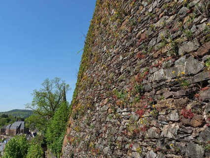 Stone wall with plants and flowers on it, surrounded by green nature and a large tree, saarburg,