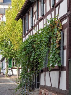 Half-timbered house with open shutters and lush climbing plants along a quiet cobbled street,