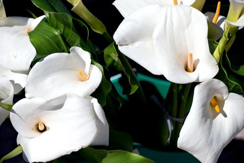 Calla flowers Calla Flower