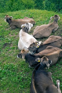 Cows in the Alps, Switzerland, Europe