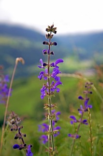 Sage