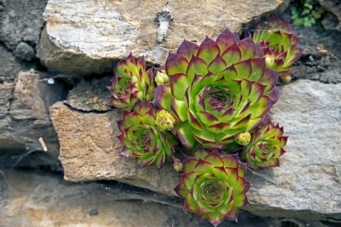 Houseleek