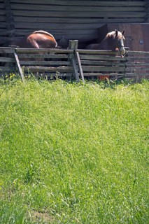 Horses in front of a barn