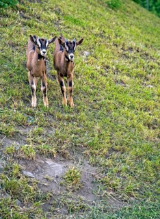 Two young goats standing side by side