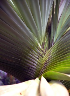 Palmenblatt