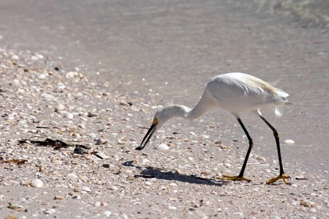 Cattle Egret