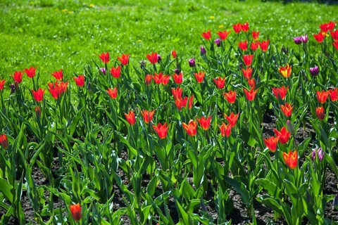 Tulpenmeer