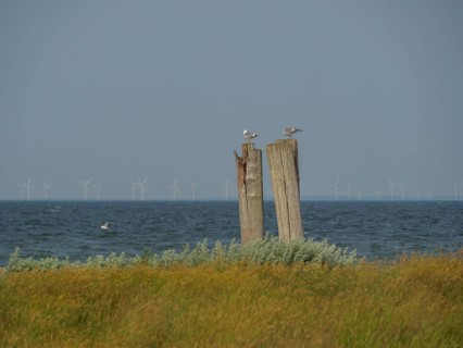 Two seagulls sitting on wooden masts in front of the sea and green meadow with wind turbines on the
