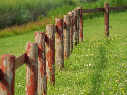An old wooden fence runs along a green meadow with flowers and tall grass, hallig hooge,