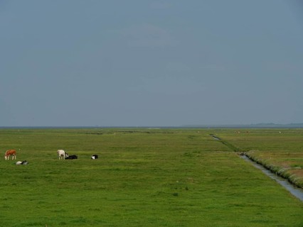 Wide green pasture with cows grazing in the distance, a narrow waterway and a calm horizon under a
