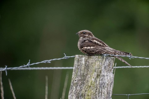 Nightjar, nightjar (Caprimulgus europaeus) sitting on a pasture fence, Emsland, Lower Saxony,