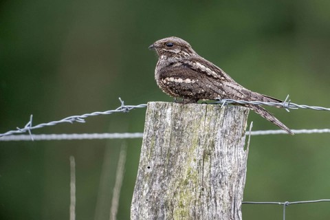 Nightjar, nightjar (Caprimulgus europaeus) sitting on a pasture fence, Emsland, Lower Saxony,