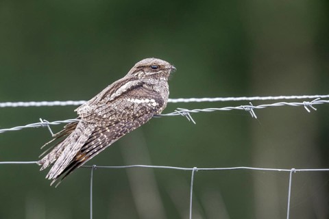 Nightjar, nightjar (Caprimulgus europaeus) sitting on a pasture fence, Emsland, Lower Saxony,