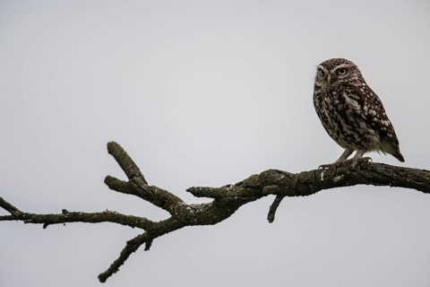 Little owl (Athene noctua), Emsland, Lower Saxony, Germany, Europe