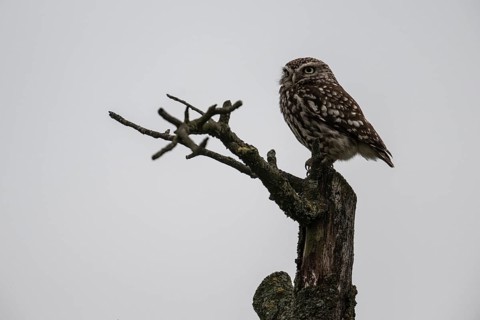 Little owl (Athene noctua), Emsland, Lower Saxony, Germany, Europe