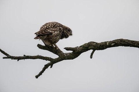 Little owl (Athene noctua), Emsland, Lower Saxony, Germany, Europe
