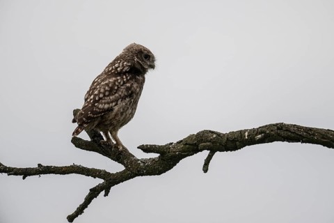 Little owl (Athene noctua), Emsland, Lower Saxony, Germany, Europe
