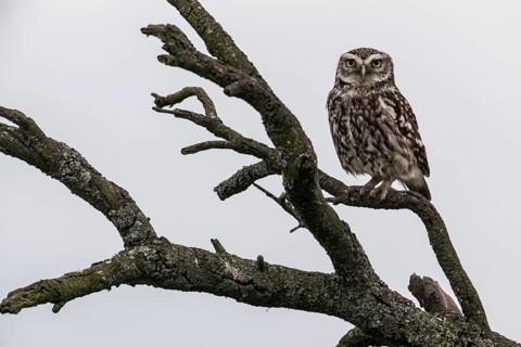 Little owl (Athene noctua), Emsland, Lower Saxony, Germany, Europe