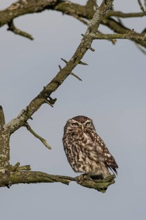 Little owl (Athene noctua), Emsland, Lower Saxony, Germany, Europe