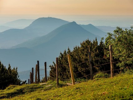 Alpine meadow with barbed wire on wooden stakes as a pasture fence in front of mountain pines,