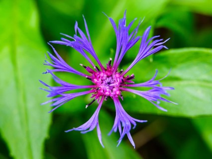 Perennial cornflower (Centaurea montana), Archenkanzel, Berchtesgaden National Park, Schonau am