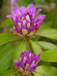 Close-up of purple flowers on a plant with detailed petals and green leaves in the background,