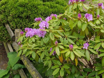 Shrubs with purple flowers next to an old wooden fence against a background of green foliage,