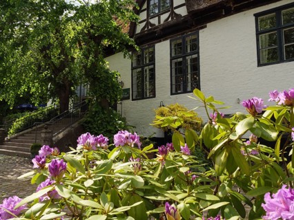 Flowering purple bushes in front of an old building with white walls and black windows, surrounded