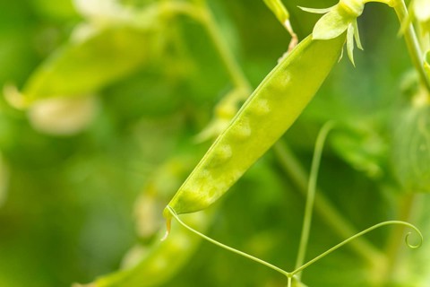 A young pea pod (Pisum sativum) on a plant in the garden, close-up in daylight, Ternitz, Lower