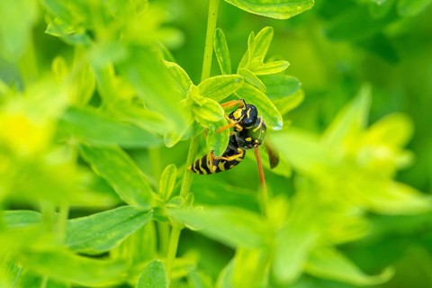 Close-up of a wasp (Vespinae) on leaves of Common St John's wort (Hypericum perforatum), in the