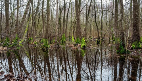 Landscape and wooded area in Berlin Kopenick, Berlin, Germany, Europe