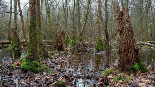 Landscape and wooded area in Berlin Kopenick, Berlin, Germany, Europe