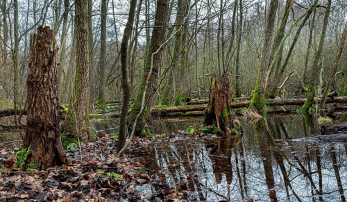 Landscape and wooded area in Berlin Kopenick, Berlin, Germany, Europe