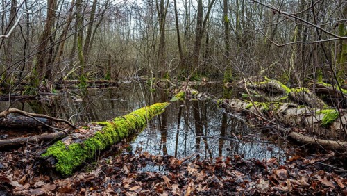 Landscape and wooded area in Berlin Kopenick, Berlin, Germany, Europe
