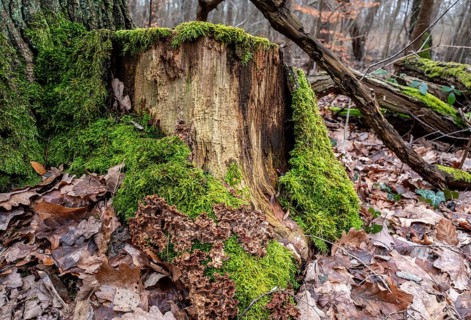 Landscape and wooded area in Berlin Kopenick, Berlin, Germany, Europe