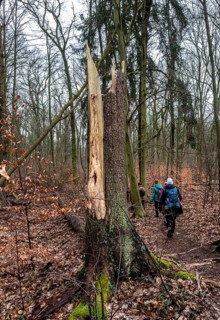 Landscape and wooded area in Berlin Kopenick, Berlin, Germany, Europe