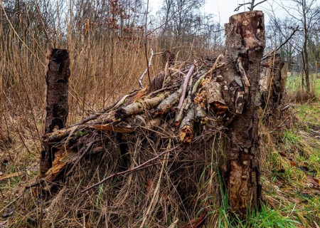 Landscape and wooded area in Berlin Kopenick, Berlin, Germany, Europe