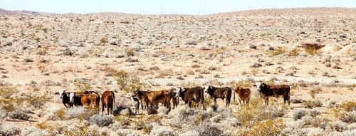 Cattle herd in the Lake Mead National Recreation Area Arizona