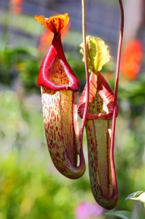 Carnivorous plant (pitcher plant)