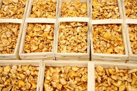Fresh chanterelles