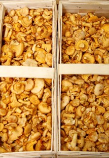 Fresh chanterelles in a chip basket